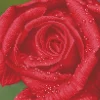 Diamond Dotz Rose Dew – diamond painting, 30,5×30,5 cm, 10449 dotz